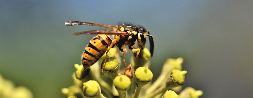 Einheimische Wespe auf Efeublüte