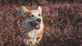 Hund in Heide